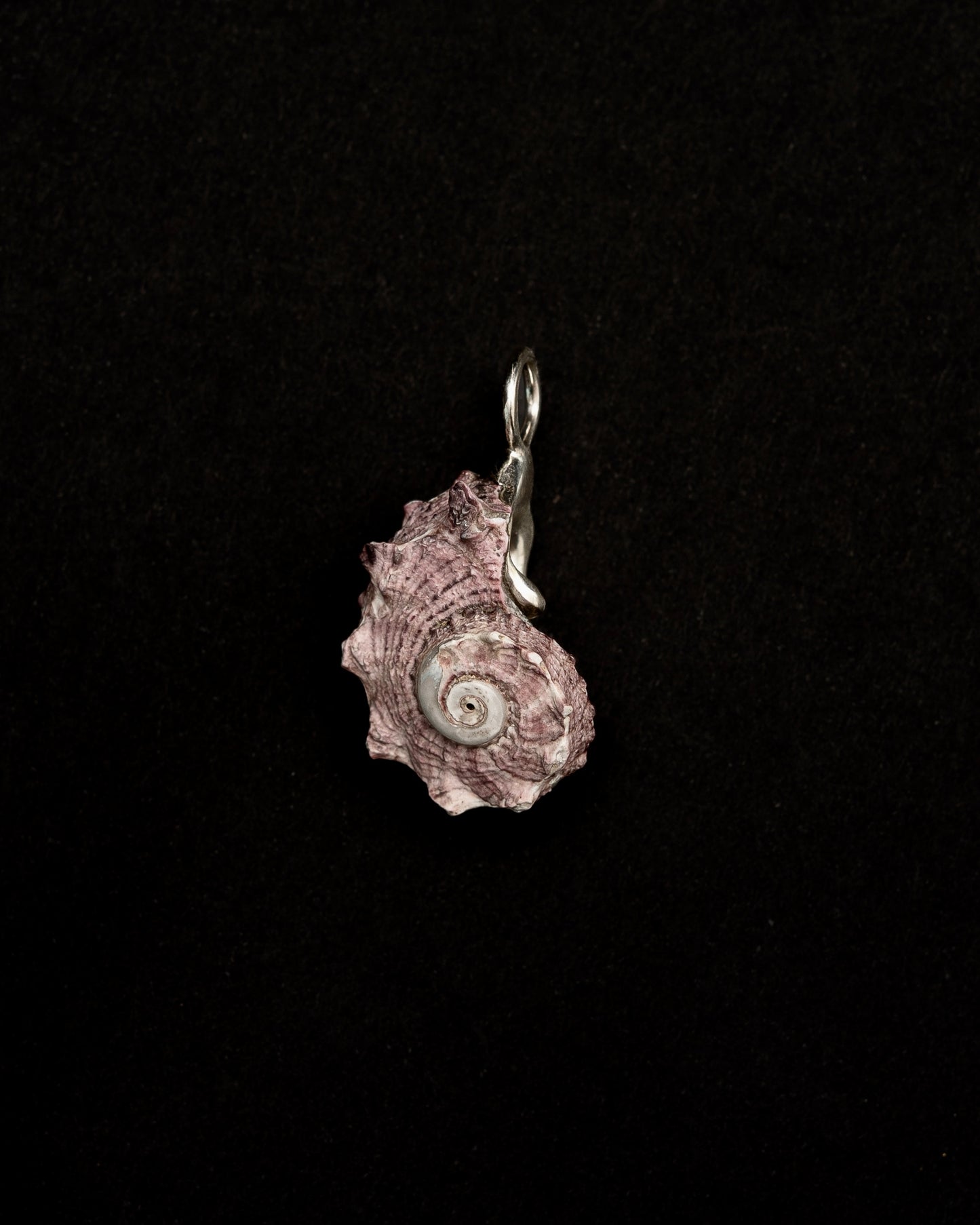 Mauve-hued Shell, Held in Sterling Silver